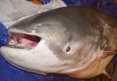 Cá tra dầu "khủng" chưa từng thấy, xuất hiện ở Hà Nội - 6