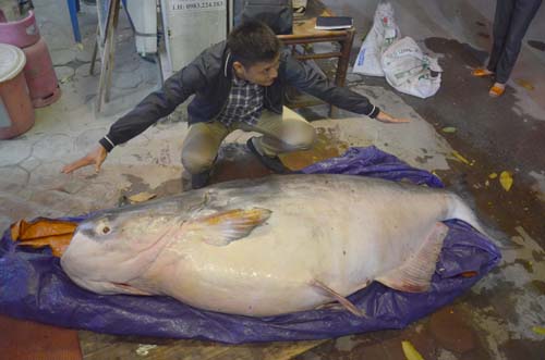 Cá tra dầu "khủng" chưa từng thấy, xuất hiện ở Hà Nội - 2