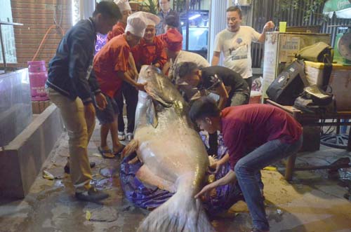 Cá tra dầu "khủng" chưa từng thấy, xuất hiện ở Hà Nội - 7