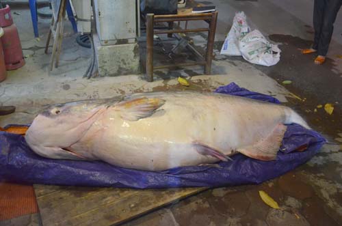Cá tra dầu "khủng" chưa từng thấy, xuất hiện ở Hà Nội - 3