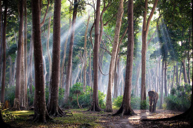 Nhiều loài cây và động vật quý hiểm vẫn được bảo tồn trong các khu rừng trên quần đảo Andaman, Ấn Độ. Ảnh: Jody MacDonald