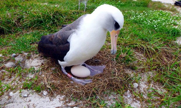 Chim biển già nhất thế giới đẻ trứng ở tuổi 66 - 1