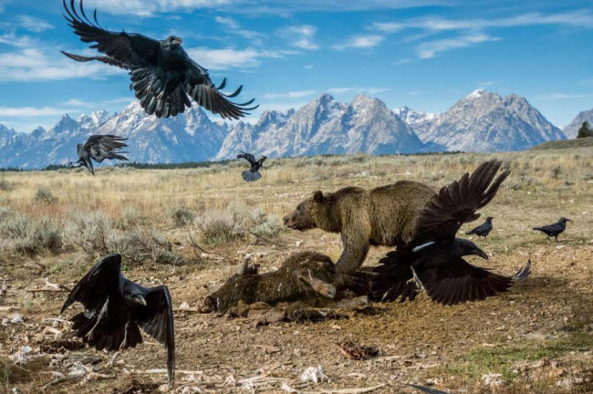 Gấu xám Bắc Mỹ đánh đuổi mấy con quạ đi khỏi xác con bò rừng trong vườn quốc gia Grand Teton, Mỹ. Ảnh: Charlie Hamilton James