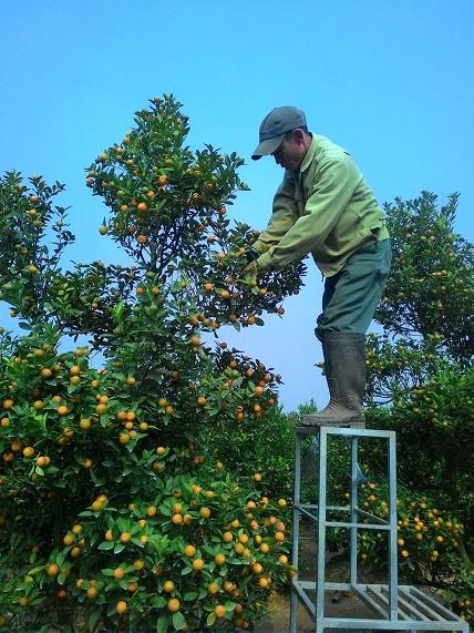 Người trồng đào, quất “héo hon” vì nắng nóng bất thường - 3