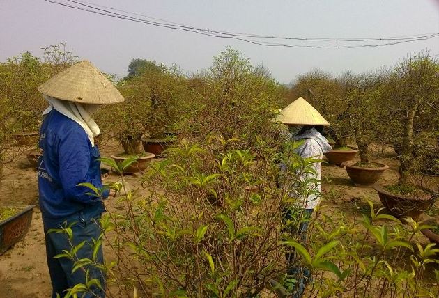 Người trồng đào, quất “héo hon” vì nắng nóng bất thường - 2