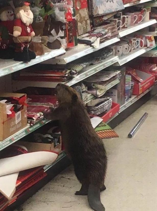 Mỹ: Hải ly vào siêu thị để “mua sắm” đồ Giáng sinh - 1