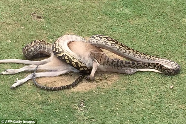 Ghê rợn trăn 4m nuốt chửng chuột túi giữa sân gôn ở Úc - 1