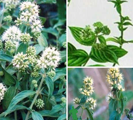 Không thể hết viêm xung huyết hang vị, dạ dày nếu bỏ qua điều này - 3