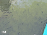 "Cá lóc bay" có một không hai ở Cần Thơ