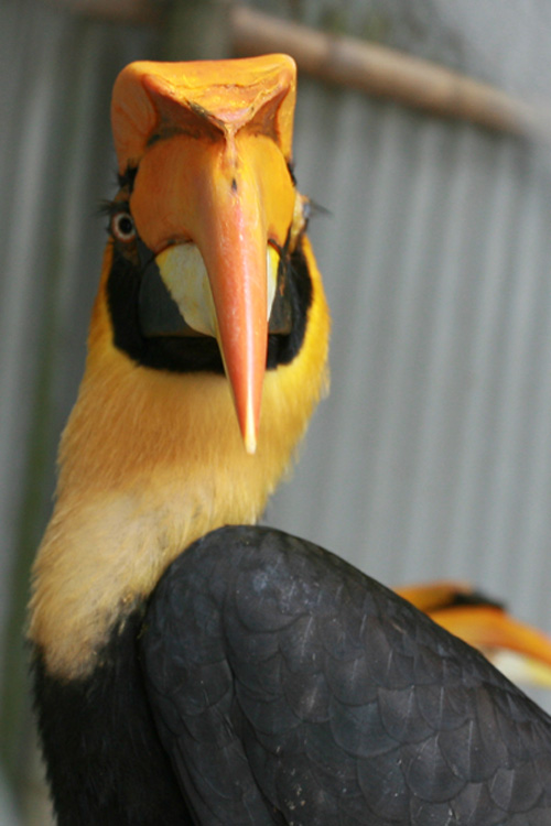 Cận cảnh loài chim được cho là nguyên mẫu hình chim lạc ở trống đồng - 3