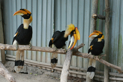 Cận cảnh loài chim được cho là nguyên mẫu hình chim lạc ở trống đồng - 4