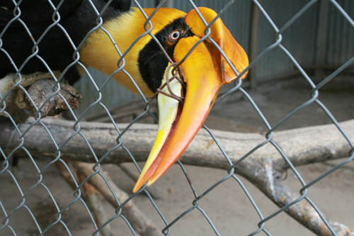 Cận cảnh loài chim được cho là nguyên mẫu hình chim lạc ở trống đồng - 5