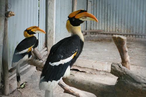 Cận cảnh loài chim được cho là nguyên mẫu hình chim lạc ở trống đồng - 6