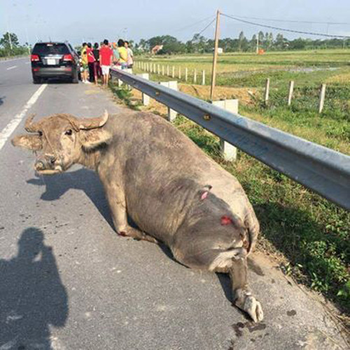 Xúc động với 20 bức ảnh được chia sẻ nhiều nhất 2016 - 4