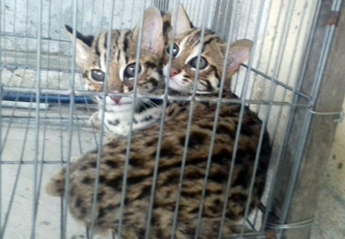 Phát hiện hai cá thể mèo rừng quý hiếm ở miền Tây - 1
