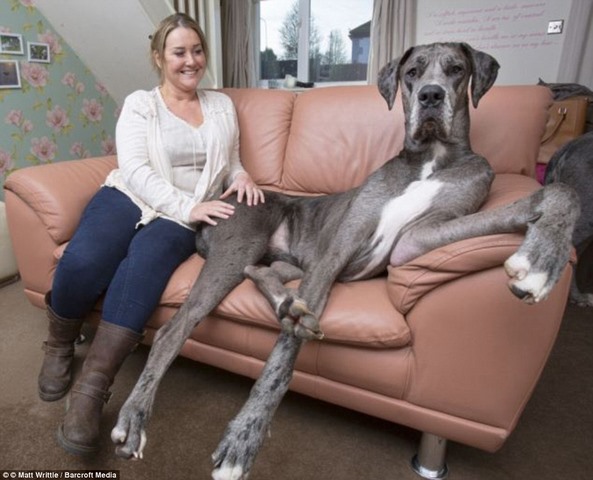 Chú chó lớn nhất thế giới nặng 90kg, cao 2,2m - 1