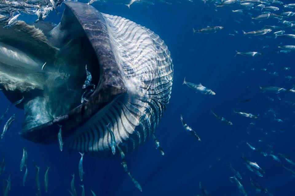 Mexico: Thợ lặn suýt bị cá voi 40 tấn “đớp” cùng đàn cá - 1