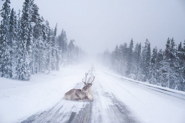 Lapland là một vùng đất rộng lớn nằm ở phía bắc Phần Lan và được coi là quê hương của ông già Noel.