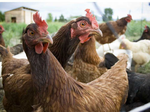 14 “việc nhẹ lương cao” kì quặc nhất thế giới - 2