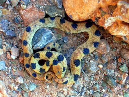 14 “việc nhẹ lương cao” kì quặc nhất thế giới - 9