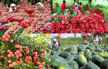 Trung Quốc nhập hơn 70% rau, quả xuất khẩu của Việt Nam - 1