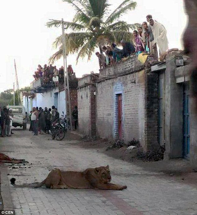 Ấn Độ: Sư tử ngang nhiên vào làng giết bò giữa ban ngày - 1