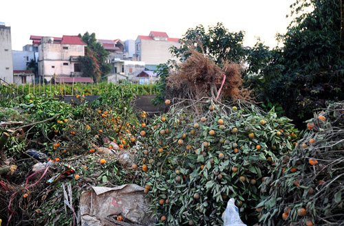 &#34;Mùa đông không lạnh&#34; khiến quất ủ rũ, chết khô dịp cận Tết - 3