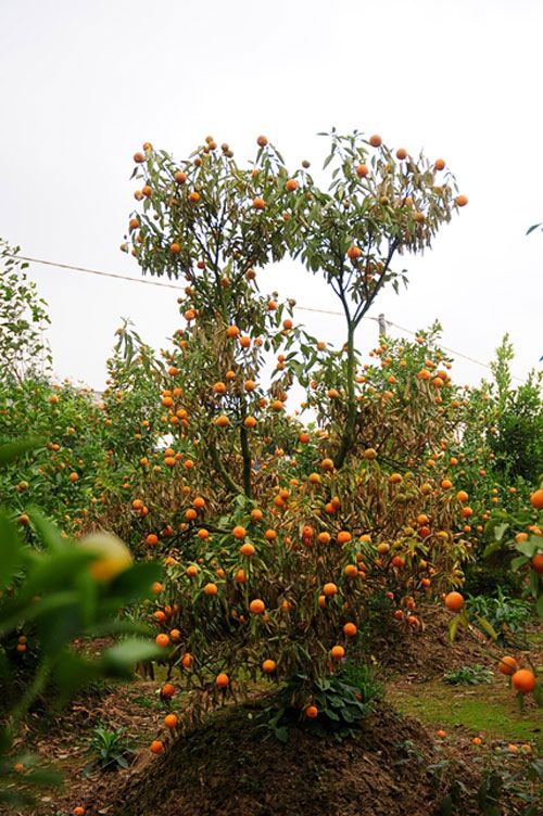 &#34;Mùa đông không lạnh&#34; khiến quất ủ rũ, chết khô dịp cận Tết - 11