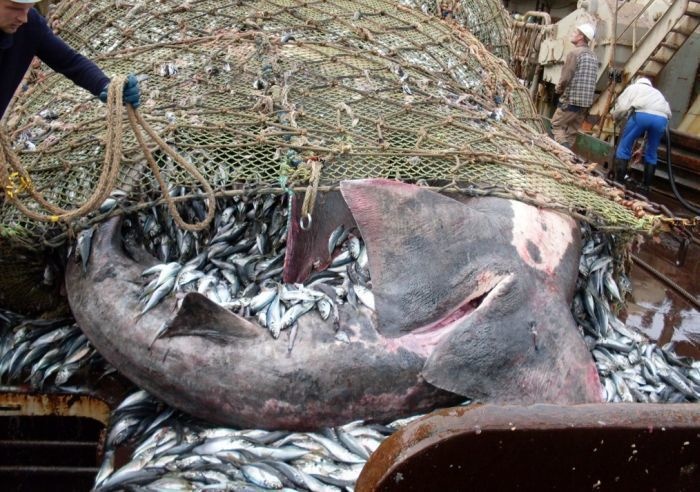 Trút mẻ lưới lớn, ngư dân kinh ngạc khi thấy thứ chui ra - 3
