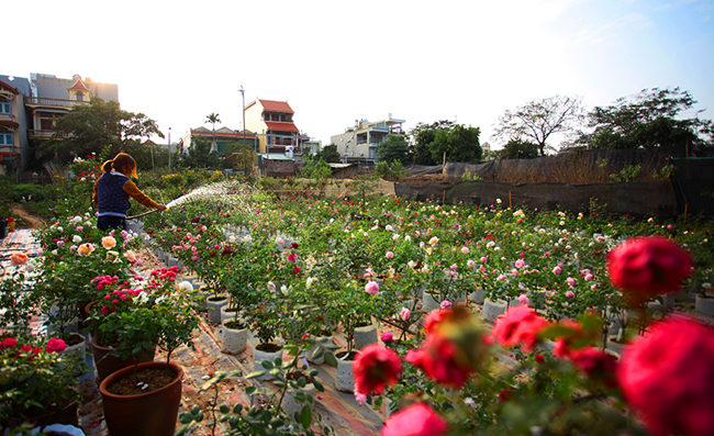 Dù còn hơn một tháng nữa mới đến Tết âm lịch nhưng tại làng hoa cây cảnh Quảng Bá đã tấp nập cảnh người ngược xuôi chọn mua, đặt trước những cây hoa hồng ngoại nhập