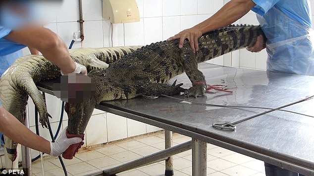Cảnh lột da cá sấu ở trang trại Việt Nam lên báo Tây - 1