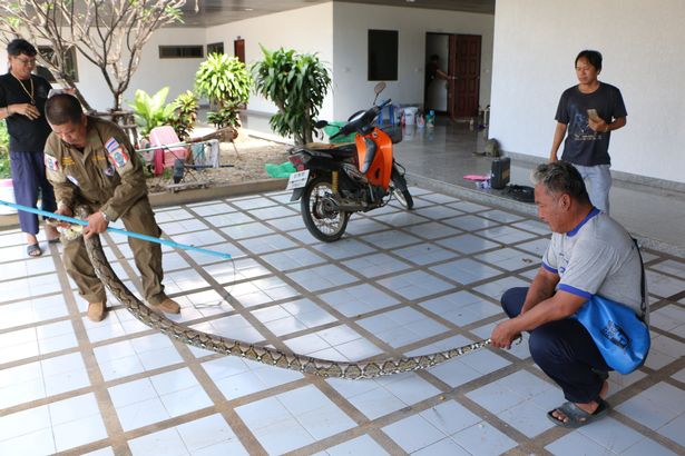 Thái Lan: Trăn dài gần 4m trong máy giặt há mồm dọa người - 2