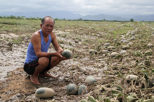 Nước mắt người trồng dưa hạ du thủy điện An Khê-Ka Nak - 1