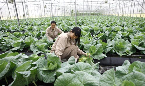 Bãi bỏ mọi rào cản nông nghiệp - 2