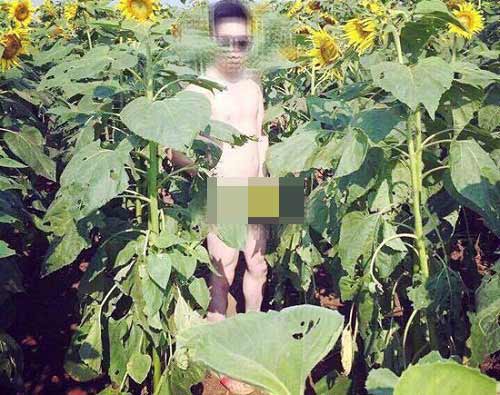 Thanh niên chụp ảnh phản cảm ở cánh đồng hoa Nghệ An - 1