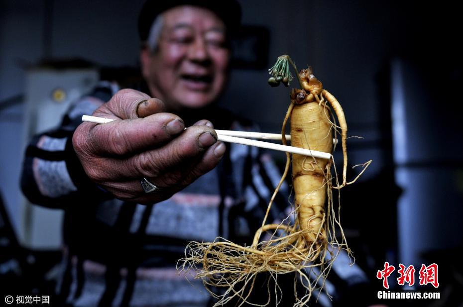 TQ: Nhân sâm nở hoa xanh biếc sau 7 năm ngâm rượu - 1