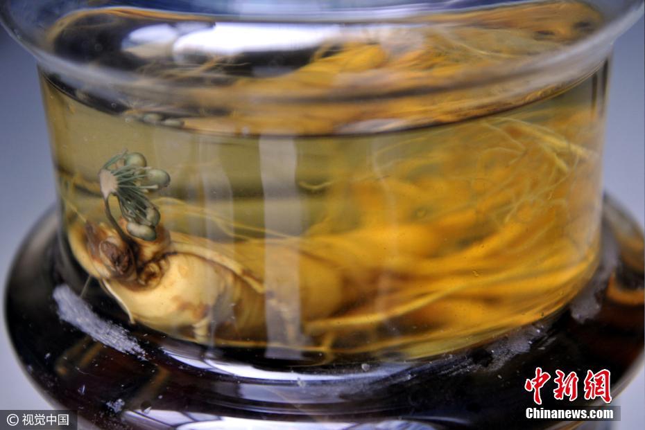 TQ: Nhân sâm nở hoa xanh biếc sau 7 năm ngâm rượu - 2