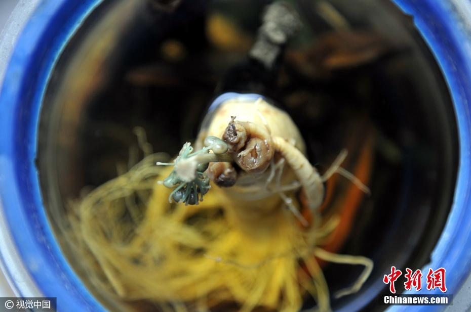 TQ: Nhân sâm nở hoa xanh biếc sau 7 năm ngâm rượu - 3