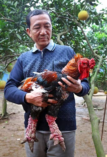 Làm giàu từ mô hình nuôi gà Đông Tảo - 1