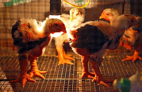 Làm giàu từ mô hình nuôi gà Đông Tảo - 10