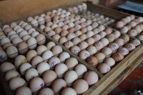 Làm giàu từ mô hình nuôi gà Đông Tảo - 2
