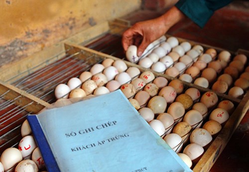 Làm giàu từ mô hình nuôi gà Đông Tảo - 4