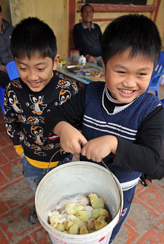 Làm giàu từ mô hình nuôi gà Đông Tảo - 8