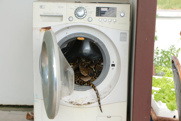 Mỹ: 5 người vật lộn trăn khổng lồ trong bể bơi gia đình - 2