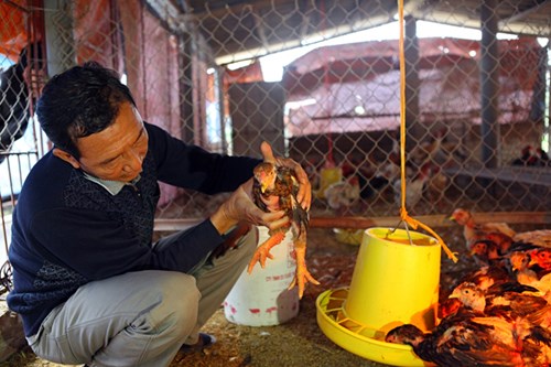 Làm giàu từ mô hình nuôi gà Đông Tảo - 16