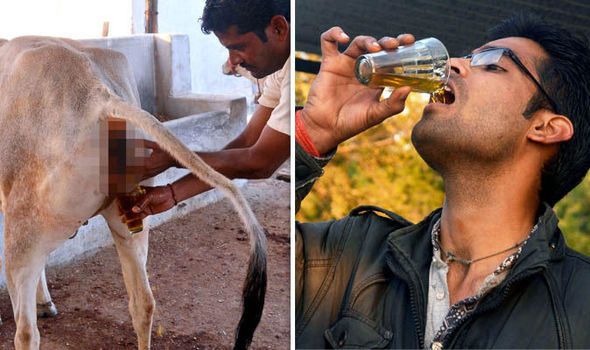 Người đàn ông Ấn Độ uống nước tiểu bò chữa bệnh - 1
