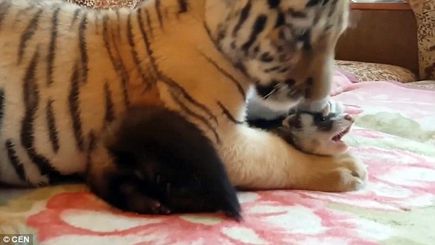 Bất ngờ hổ chơi thân với chồn và chó sau khi bị gia đình bỏ rơi - 3