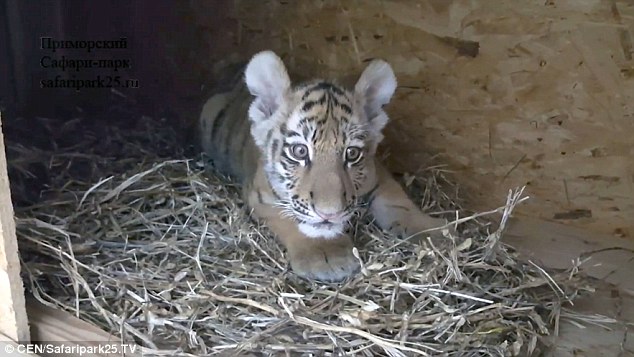 Bất ngờ hổ chơi thân với chồn và chó sau khi bị gia đình bỏ rơi - 2