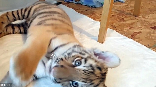 Bất ngờ hổ chơi thân với chồn và chó sau khi bị gia đình bỏ rơi - 4