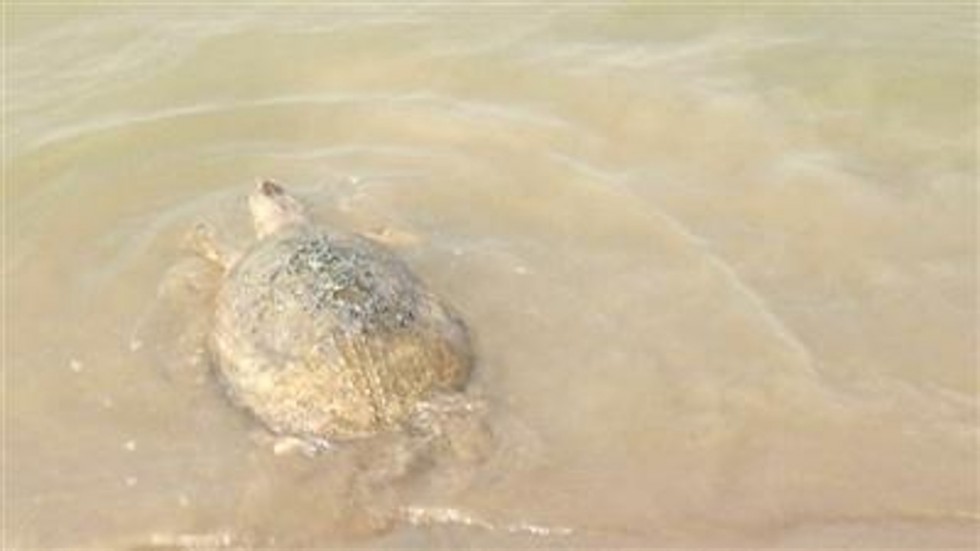 TQ: Thả rùa khổng lồ cực hiếm về sông, nhận “quà” bất ngờ - 2